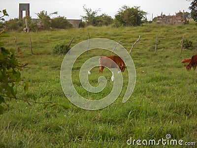 Lush Green Countryside Cattle Pasture Stock Photo