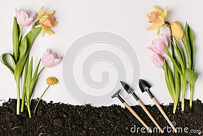 flat lay with arranged flowers and gardening tools on ground isolated on white Stock Photo