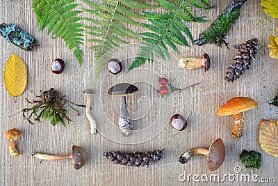 Flat lay composition of edible forest mushrooms, leaves, conkers and cones Stock Photo