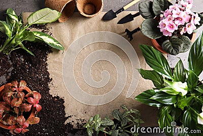 Flat lay composition with pots, home plants and gardening tools on grey background Stock Photo