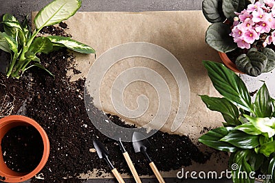 Flat lay composition with pots, home plants and gardening tools on grey background Stock Photo