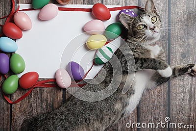 Flat-lay Easter eggs on wooden table with cute cat Stock Photo