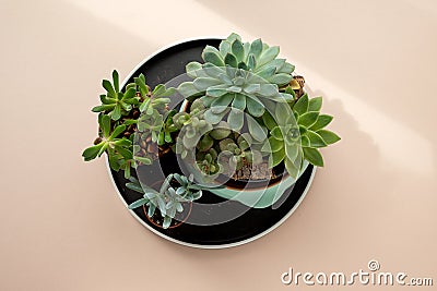 Flat lay of green fresh succulents flowers and cuctus on pale pink beige background. Urban jungle interior, beauty and Stock Photo