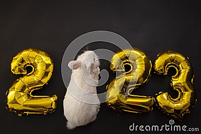 flat lay inflatable golden balloons in the form of numbers 2023 on a black background. Year of the rabbit. White rabbit Stock Photo