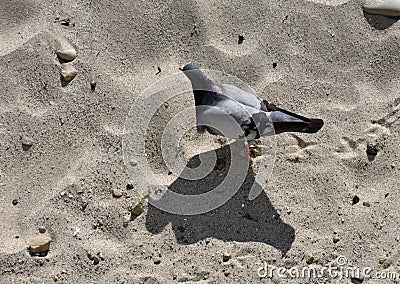 Flat lay of a pigeon and its shadow Stock Photo