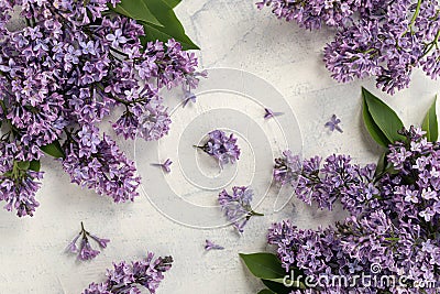 Flat lay with spring blossom. spring or summer concept. blooming lilac bush. Purple lilac flower on the bush. Summer Stock Photo