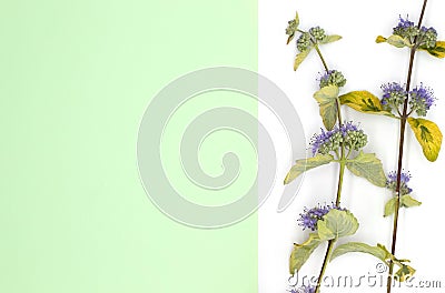 Flat lay, spring flowers, leaves and medicinal herbs on a white background with blank space on pastel postcard, top view Stock Photo