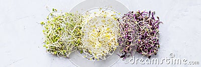 Flat lay top view of microgreens assortment on gray concrete background. Fresh alfalfa sprouts, broccoli flower buds Stock Photo