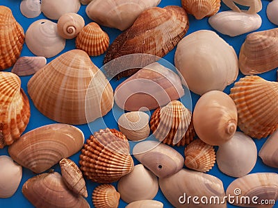 Flat lay. Top view. Seashells of various kinds on background. Stock Photo