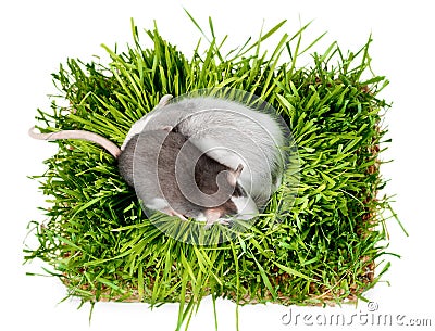 Two rats of the husky breed in green grass on a white background Stock Photo