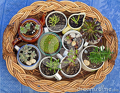 Flat lay view of cups, jug and tea pot containing house plants and succulent plants on wicker tray in garden Stock Photo
