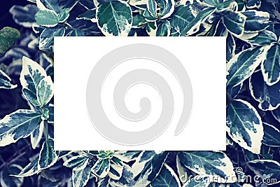 Flat lay white paper on green leaves. Blank sheet with copy space. card mockup on leaves. leaves textured background Stock Photo