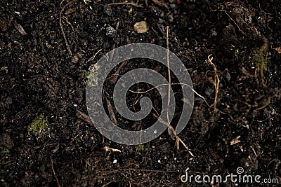 Flat layout shot of a soil wih dead plants and a few pieces of wood. Ready for agriculture. Stock Photo