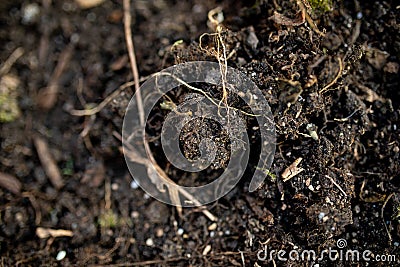 Flat layout shot of a soil wih dead plants and a few pieces of wood. Ready for agriculture. Black ground with mold Stock Photo