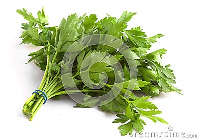 Flat Leaf Parsley Stock Photo