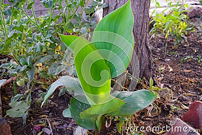 Flat long green leaves, plant Stock Photo