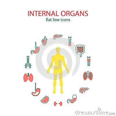 Flat line icons set of internal organs. Medical human organs icon set with body in the middle. Vector Illustration