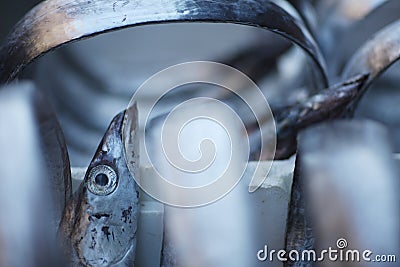 Flat long silver fish sword Stock Photo