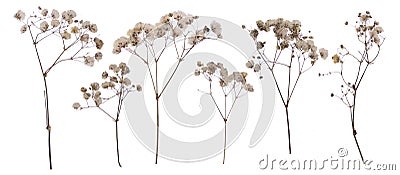 Flat pressed dried flower isolated on white Stock Photo