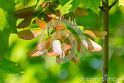 Flat samara, maple key. Acer seeds on the branch Stock Photo