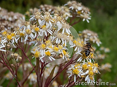 Flat topped white aster (Aster umbellatus) flowering with flat topped clusters of starry white daisies Stock Photo