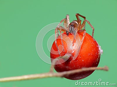 Flat-tummy spider Stock Photo
