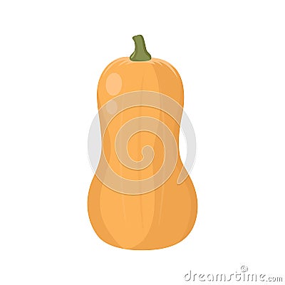 Flat vector of Butternut Squash isolated on white Vector Illustration