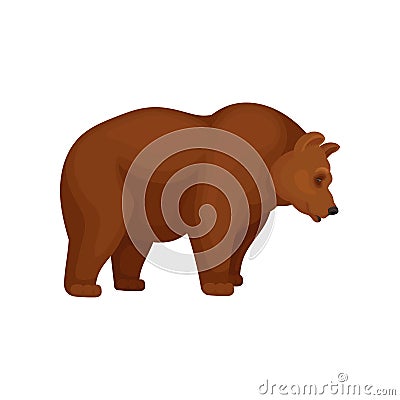 Flat vector icon of big bear with brown fur, side view. Cartoon character of large mammal animal Vector Illustration