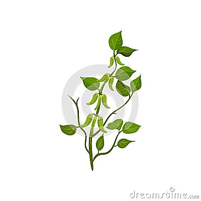 Flat vector icon of flowering snow peas with bright green leaves. Leguminous plant. Agricultural crop Vector Illustration