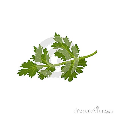 Flat vector icon of fresh green cilantro. Natural condiment. Annual herb used in cooking. Ingredient for flavoring Vector Illustration