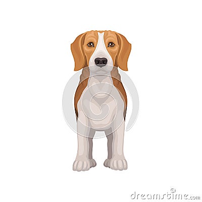 Flat vector icon of standing beagle, front view. Lovely puppy with shiny eyes. Small hunting dog with short coat and Vector Illustration
