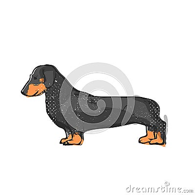 Cute dachshund dog. Flat vector illustration. Hand drawn graphic Vector Illustration