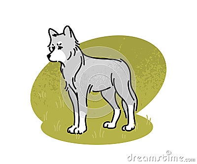 Flat vector illustration of a gray wolf. A large wild animal, an inhabitant of the forest, isolated on a white Cartoon Illustration