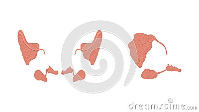 Flat vector illustration of healthy parotid, submandibular, and sublingual salivary glands Vector Illustration