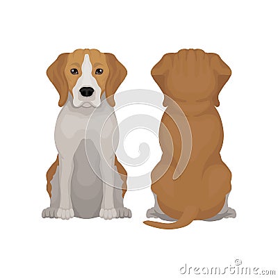 Flat vector illustration of sitting beagle dog. Small puppy with long ears and adorable muzzle. Domestic animal. Front Vector Illustration