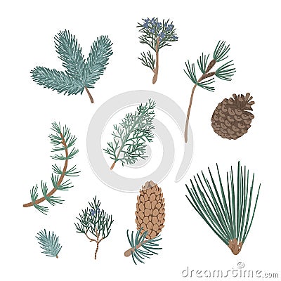 Flat vector set of coniferous plants branches. Vector Illustration