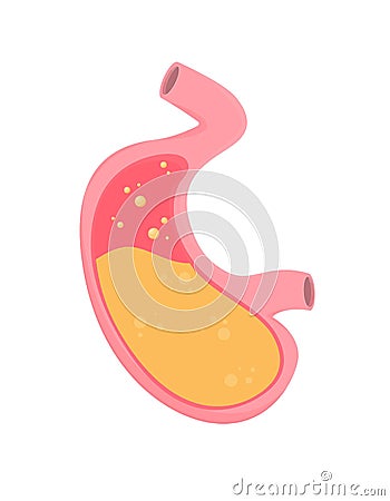 Flat vector stomach isolated on background Vector Illustration