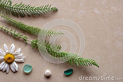 Flat view. Three green sprigs of a plant with chamomile and stones. Stock Photo