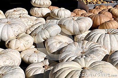 Flat White Boer Pumpkins Stock Photo