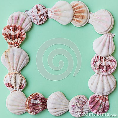 Flat white pink brown sea shells arranged in frame on light green turquoise pastel background. Copy space, template for card, post Stock Photo