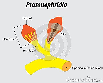 Flat worms urinary vector illustration drawing with layers labeled diagram Vector Illustration