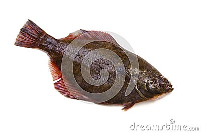 Flatfish Stock Photo