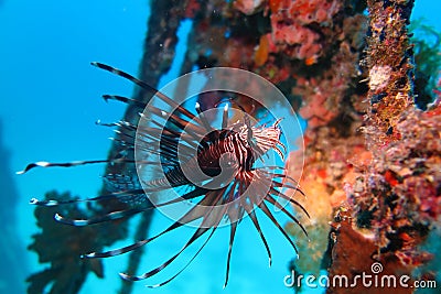 A flatfish flounder Stock Photo