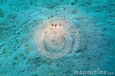 A flatfish flounder Stock Photo