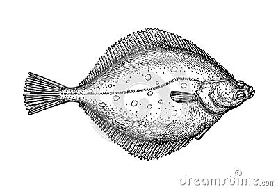 Ink sketch of flounder. Vector Illustration