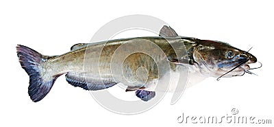 Flathead catfish Stock Photo