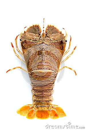 Flathead lobster, Lobster Moreton Bay bug, Oriental flathead lob Stock Photo