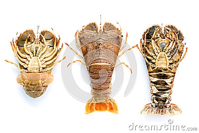 Flathead lobster, Lobster Moreton Bay bug, Oriental flathead lob Stock Photo