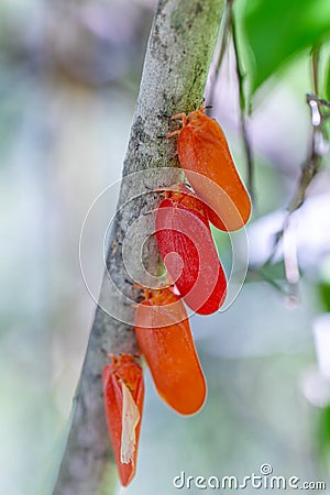 Flatida rosea, Phromnia rosea, the flower-spike bug, Madagascar wildlife Stock Photo