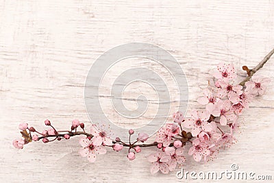 Flatlay of Japanese cherry blossom on light grey wooden underground with copy space Stock Photo